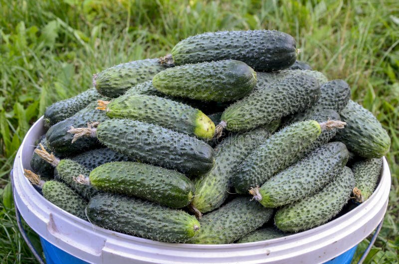 Cucumbers in a bucket. Traditional organic farming. Cucumbers have pimples and a whitish coating.Freshly harvested cucumber. Ripe green cucumber. Cucumbers in a bucket. Traditional organic farming. Cucumbers have pimples and a whitish coating.Freshly harvested cucumber. Ripe green cucumber