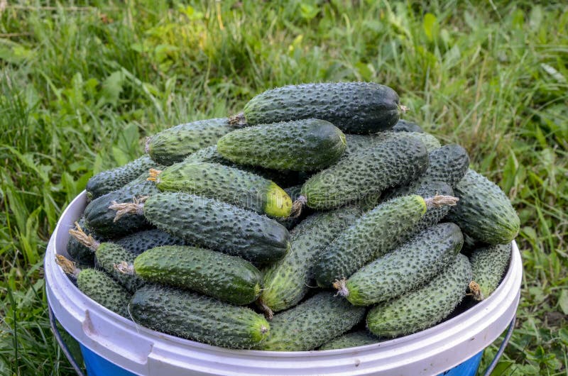 Cucumbers in a bucket. Traditional organic farming. Cucumbers have pimples and a whitish coating.Freshly harvested cucumber. Ripe green cucumber. Cucumbers in a bucket. Traditional organic farming. Cucumbers have pimples and a whitish coating.Freshly harvested cucumber. Ripe green cucumber