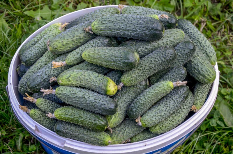 Cucumbers in a bucket. Traditional organic farming. Cucumbers have pimples and a whitish coating.Freshly harvested cucumber. Ripe green cucumber. Cucumbers in a bucket. Traditional organic farming. Cucumbers have pimples and a whitish coating.Freshly harvested cucumber. Ripe green cucumber