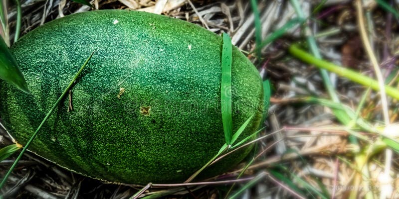 Green cucumber fruit that is ready to be eaten and made into juice. Green cucumber fruit that is ready to be eaten and made into juice