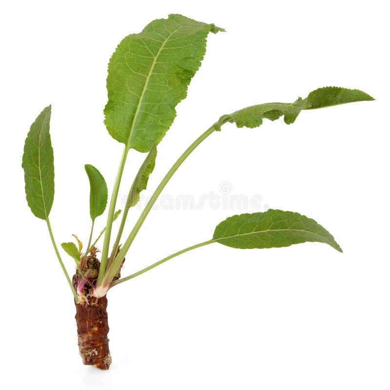 Pepparrotväxt royaltyfri bild Pepparrotväxt royaltyfri bild