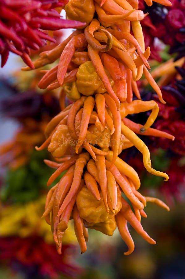 Pepper colors stock photo. Image of famous, pepper, decoration 254146