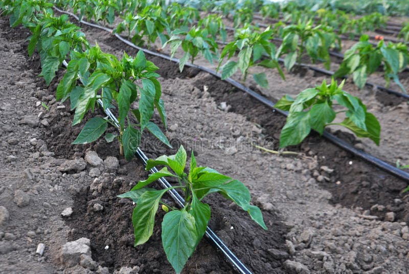 Pepper Cultivation Using Drip Irrigation Stock Image Image of grow