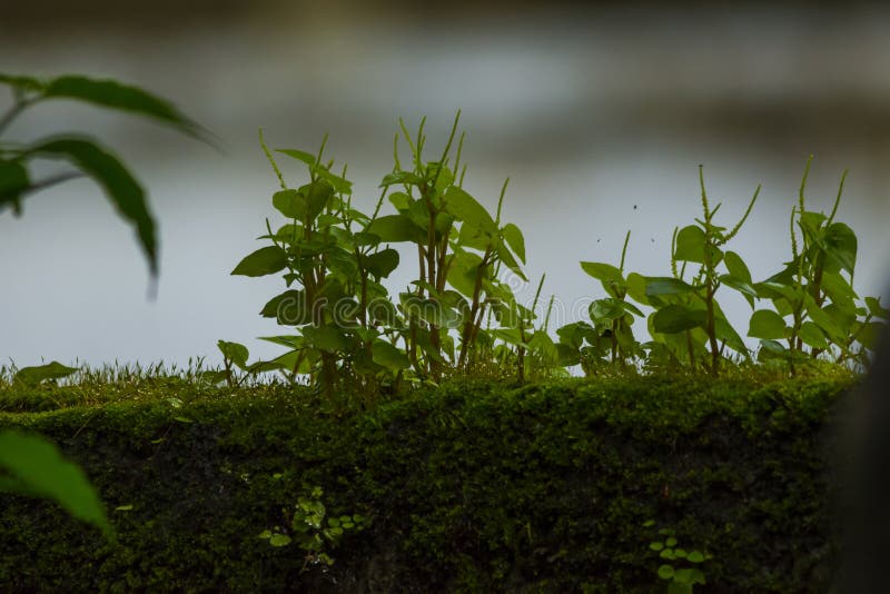 Pepper elder image stock image. Image of elder, nature 266634231