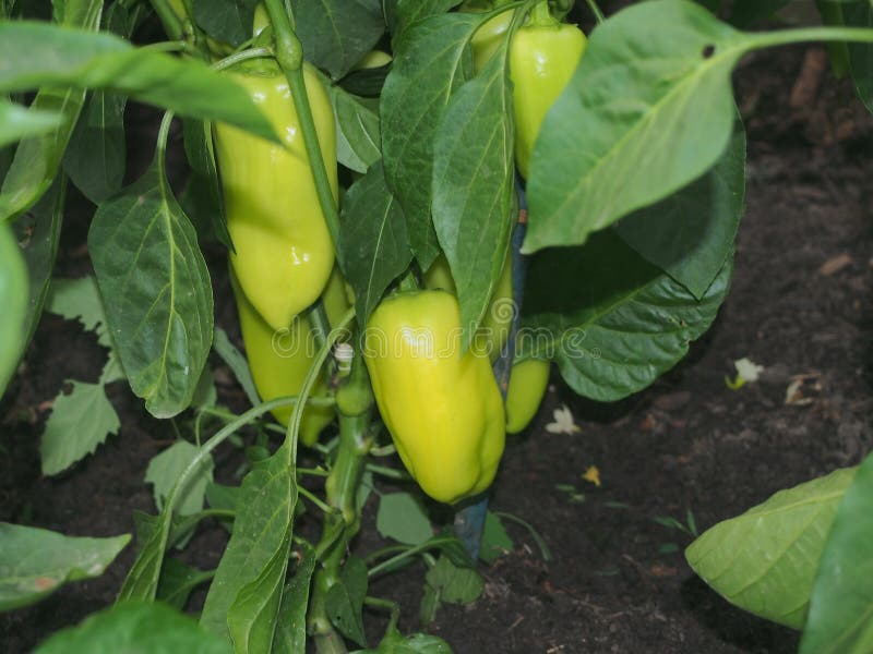 Pepper Fruit is Ripening in the Greenhouse. Growing Vegetables Stock