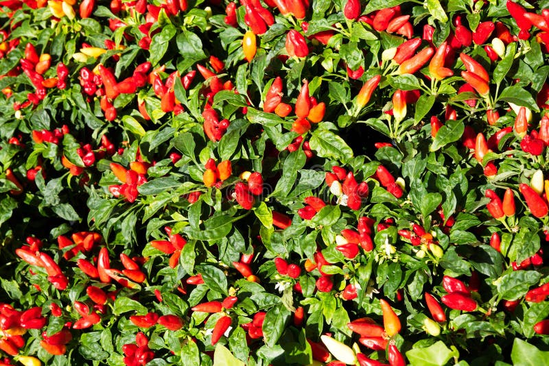 Pepper Garden stock image. Image of cayenne, spicy, plants 19332023