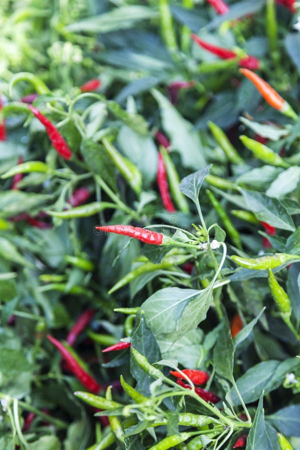 Pepper Growing in the Garden Stock Image Image of fresh, cultivate