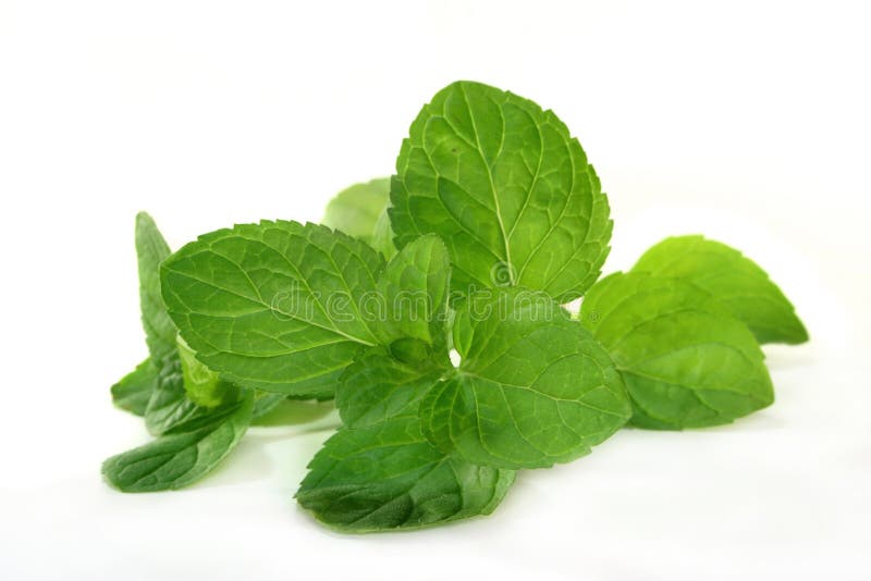 Pepper Mint stock photo. Image of garden, stem, ingredient 5889528