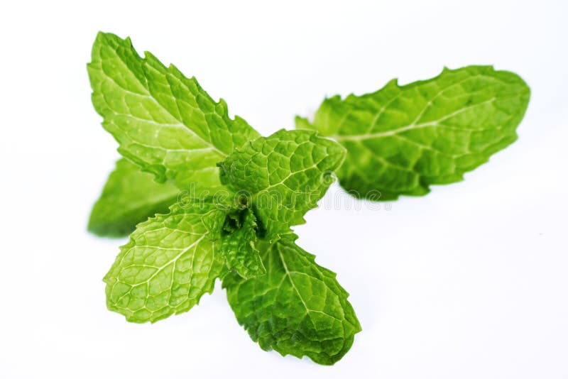 Pepper Mint stock photo. Image of garden, stem, ingredient 5889528