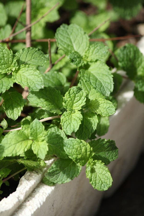 Pepper mint leaves stock photo. Image of cooking, food 42840368