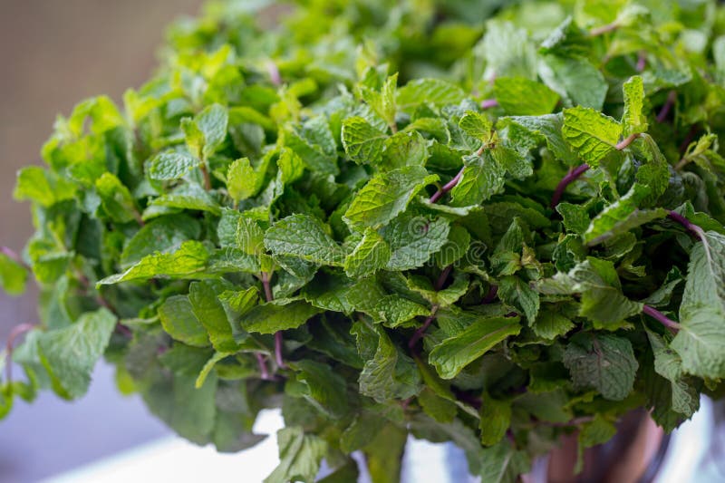 Pepper Mint stock photo. Image of garden, stem, ingredient 5889528