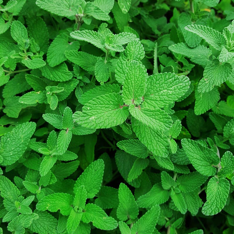 Pepper Mint Leaves in Garden. Stock Photo Image of aromatic, green