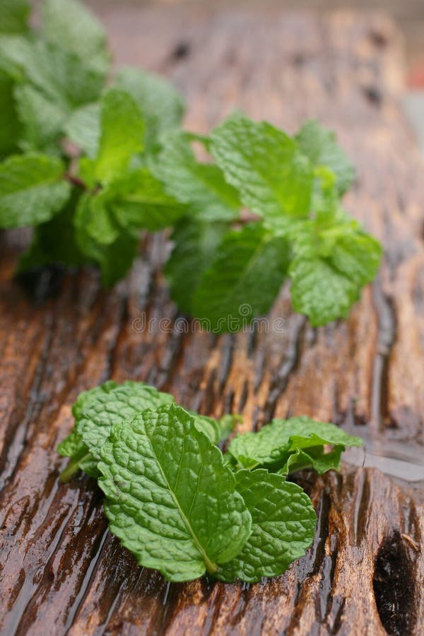 Pepper mint leaves stock image. Image of aromatherapy 38088795