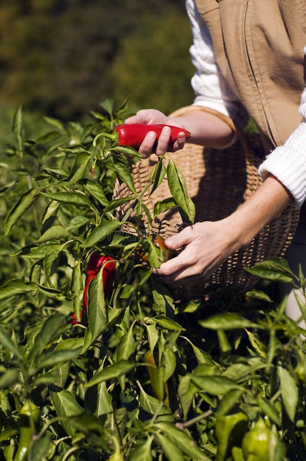 Pepper picking stock photo. Image of hand, garden, finger 21757326