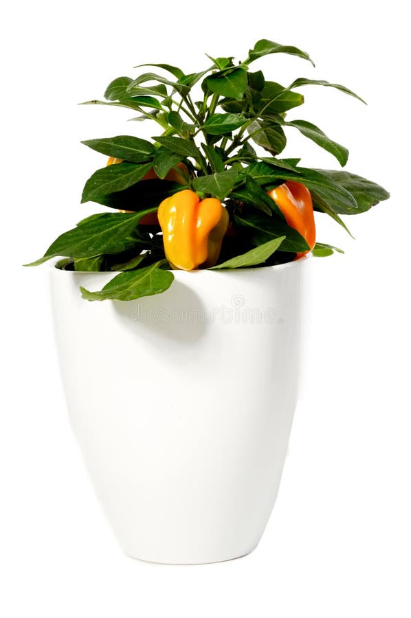 Orange pepper is growing in pot. Isolated on a white background. Orange pepper is growing in pot. Isolated on a white background.