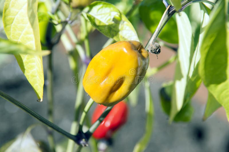 Pepper Plant stock image. Image of home, bell, close 45476893
