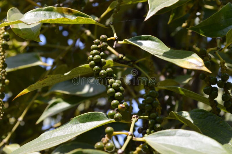 Unripe Black Pepper, Plant with Green Berries Stock Image Image of kumily, green 69209683