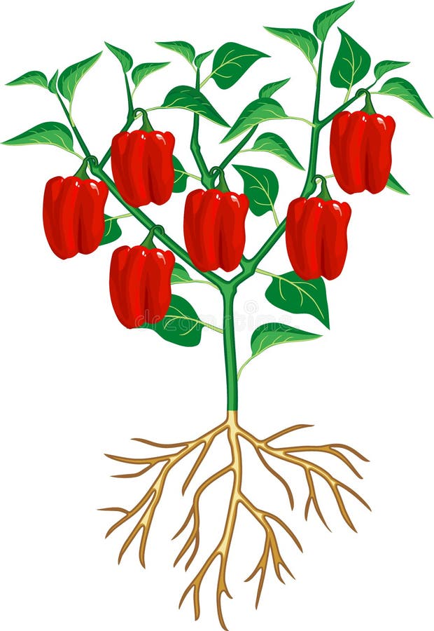 Pepper Plant with Green Leaf and Red Peppers. General View of Plant