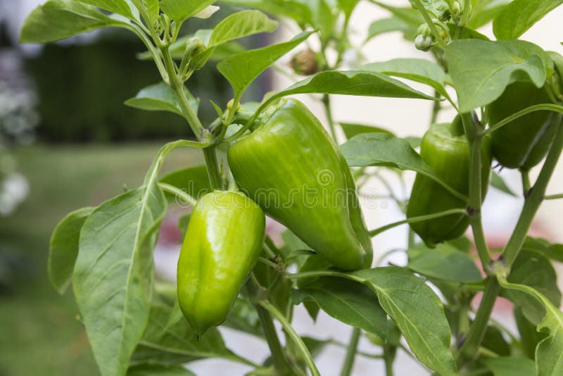 Pepper Plant with Green Peppers Stock Photo Image of sweet