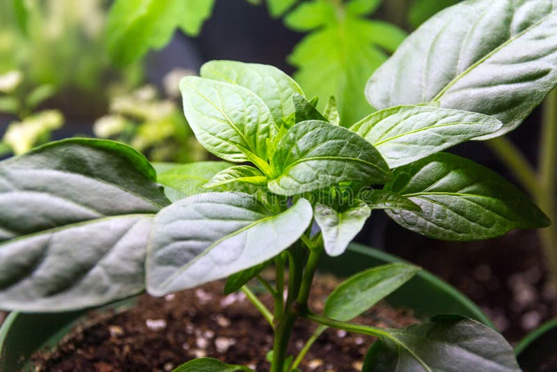 Pepper Plant Growing Indoor Stock Photo Image of lighting, house