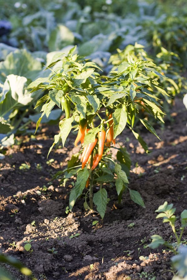 Orange pepper plant, ready to be harvested