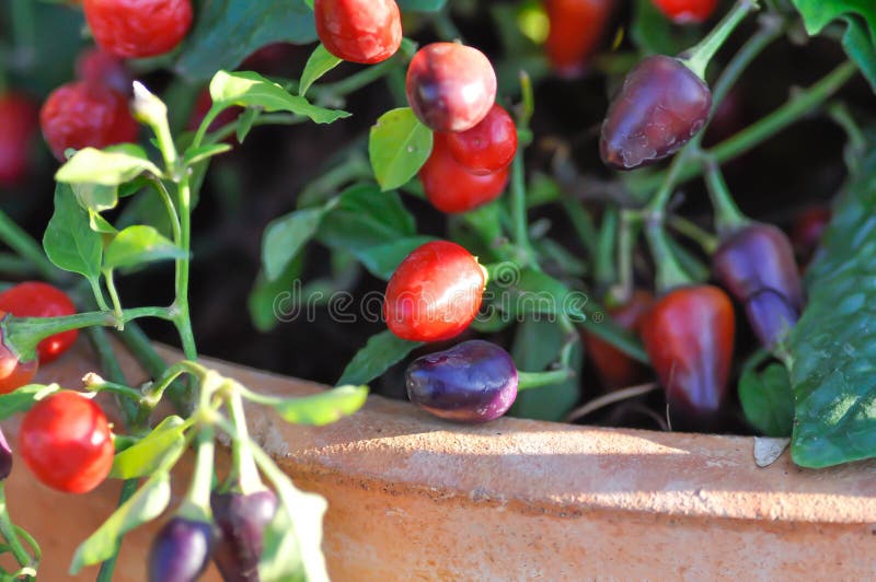 Pepper Plant or Purple Pepper Plant Stock Image Image of purple