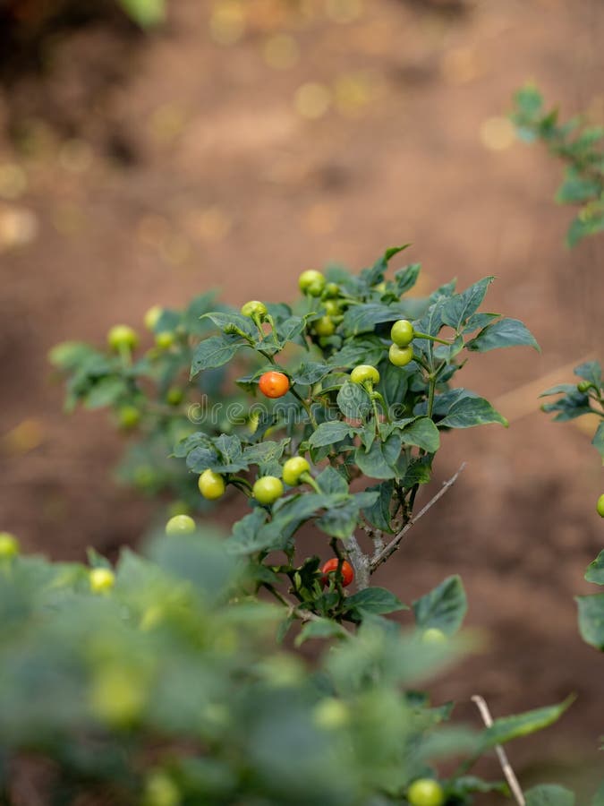 Pepper plants with fruits stock photo. Image of cultivate 225904336
