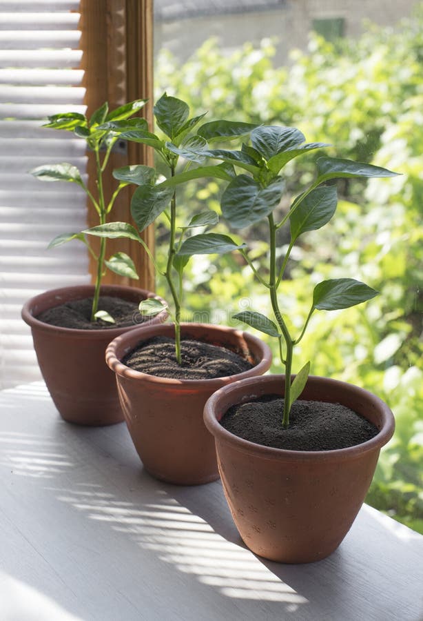 Pepper Plants Growing in a Pot Stock Photo Image of sprout, ground