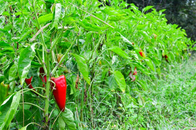 Pepper plants stock photo. Image of leaf, growth, agricultural 45462878