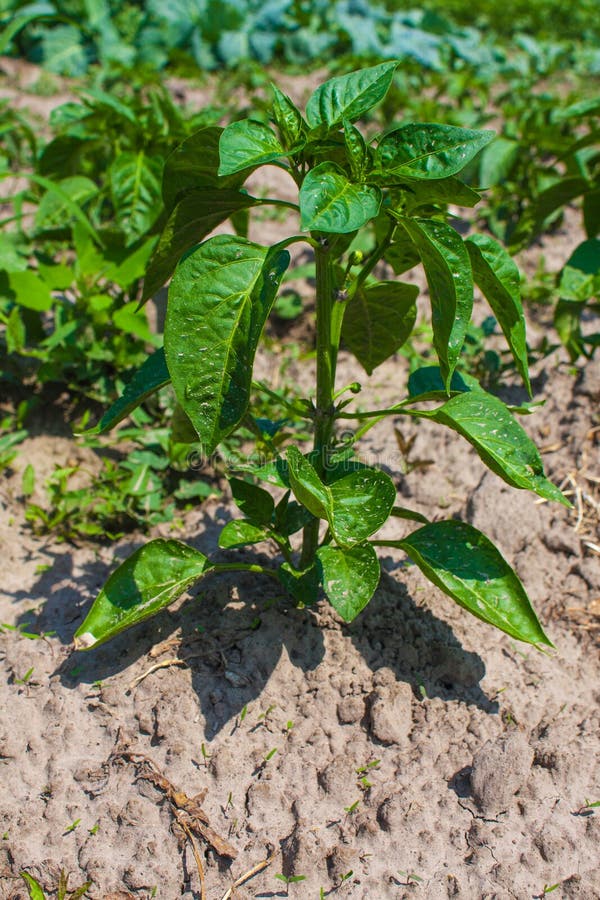 Pepper Plants, Young Green Herb Growing in the Ground Stock Image