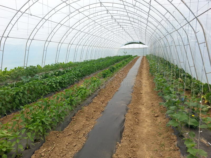 Pepper Production stock image. Image of plant, organic 59012147