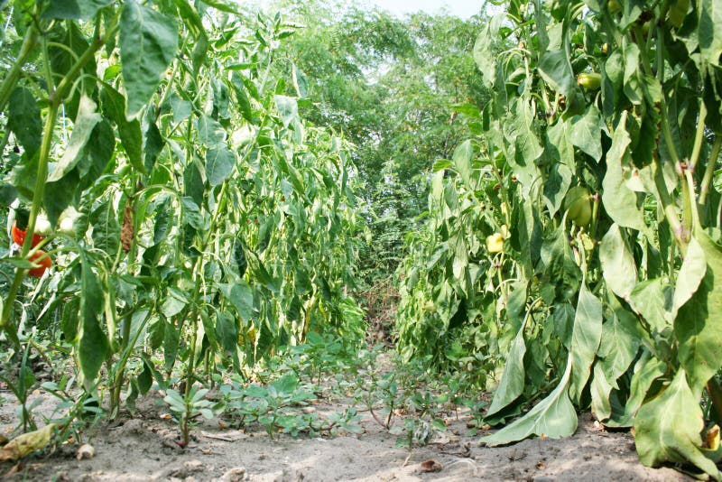 Pepper production stock photo. Image of hothouse, food 19700108