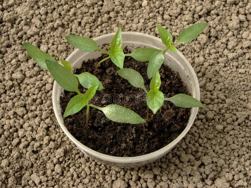 Pepper seedlings stock image. Image of farm, herbs, kitchen 14289301