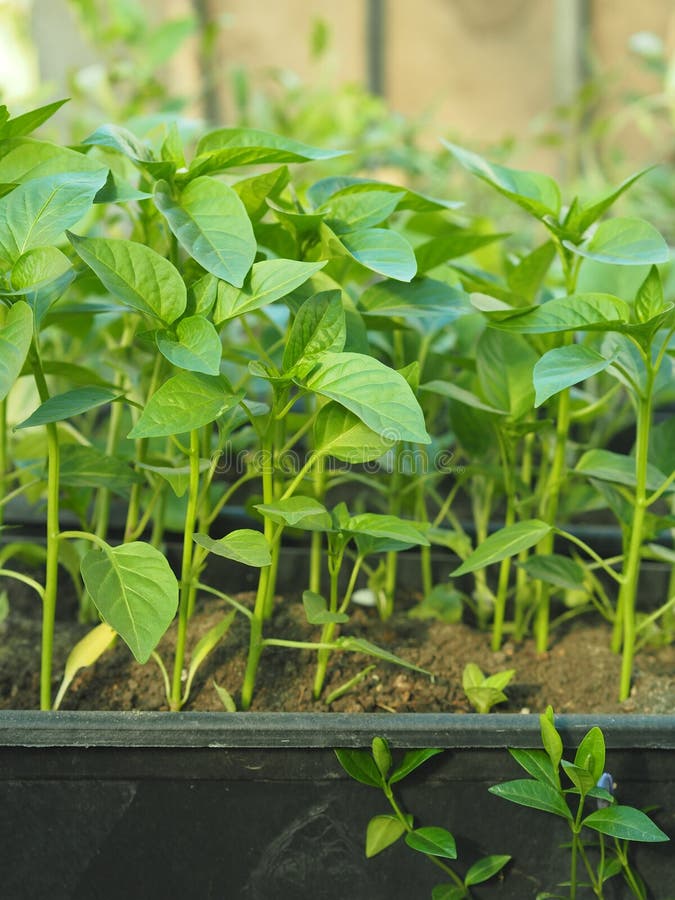 Pepper Seedlings. Green Young Pepper Seedlings in the Greenhouse Stock