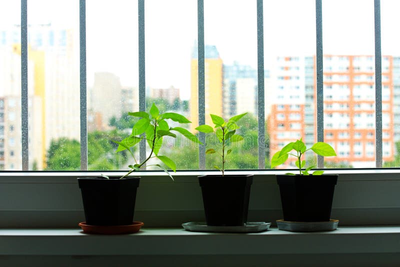 Pepper seedlings