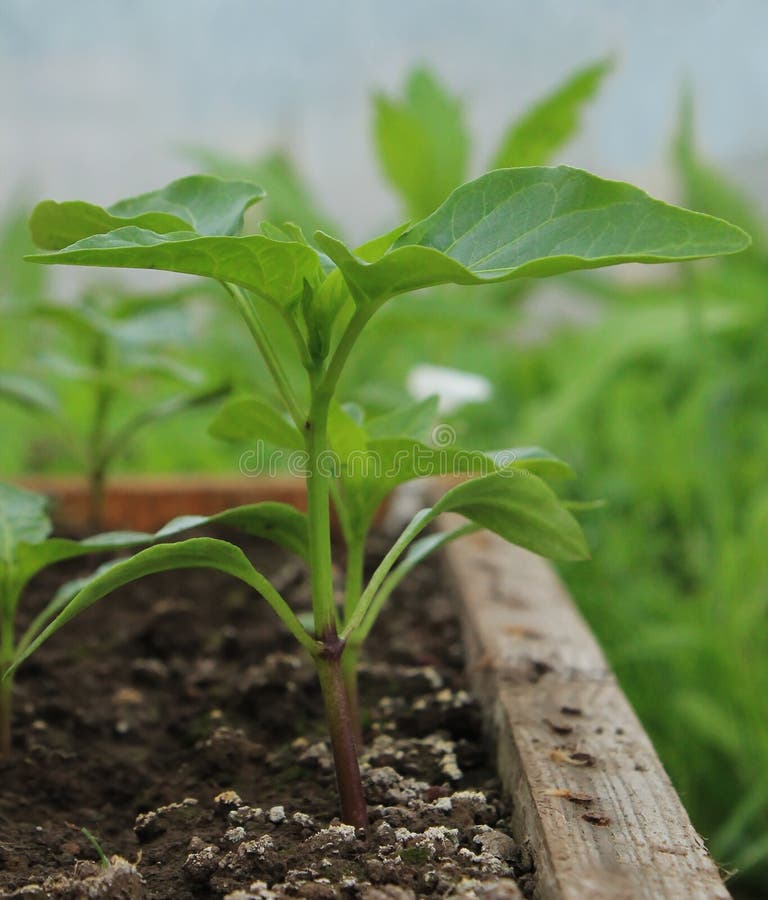 Pepper seedlings stock image. Image of plant, green, nursery 54849387