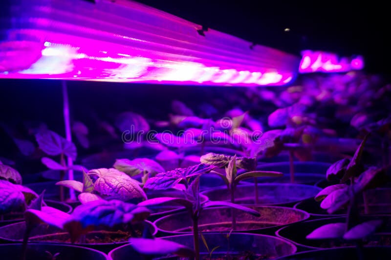 Pepper Seedlings Under Ultraviolet Lamp at Night Stock Image Image of fluorescent, botanical
