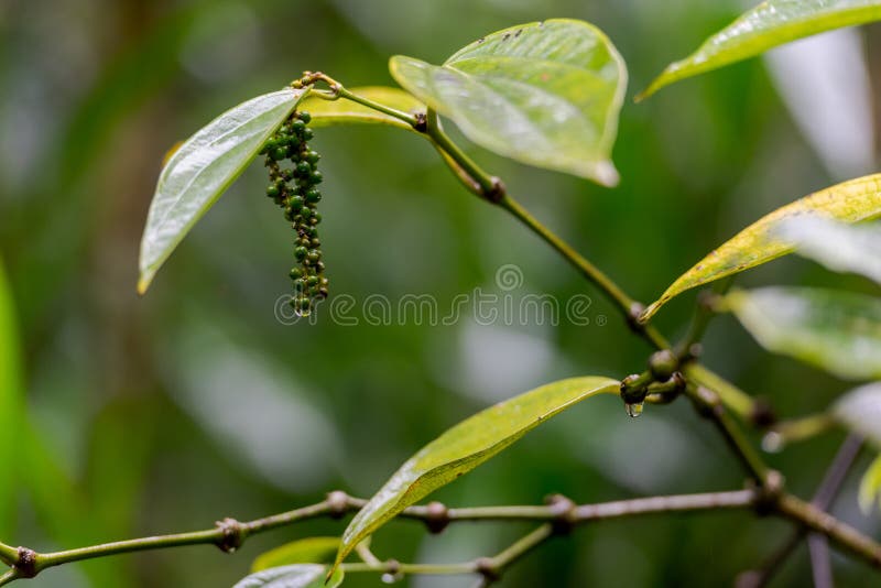 Pepper Seeds Hanging on Pepper Bush in Kerala, South India Stock Image