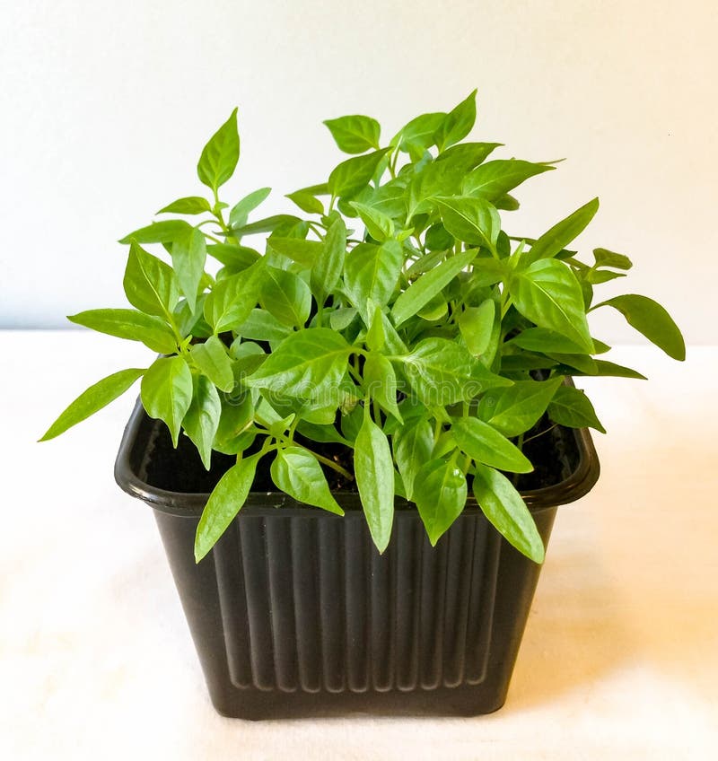 Tabasco pepper in a pot stock image. Image of vegetation 112994799