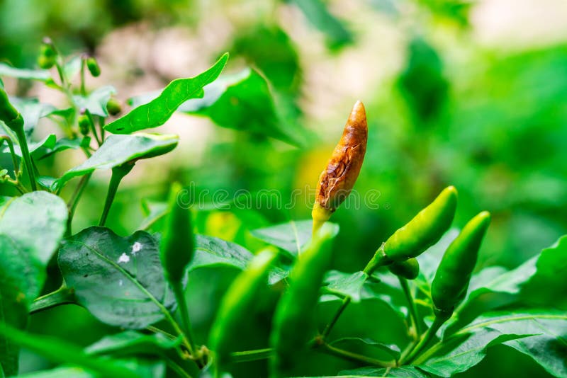 Pepper on the Tree that is Slowly Dying Stock Photo Image of