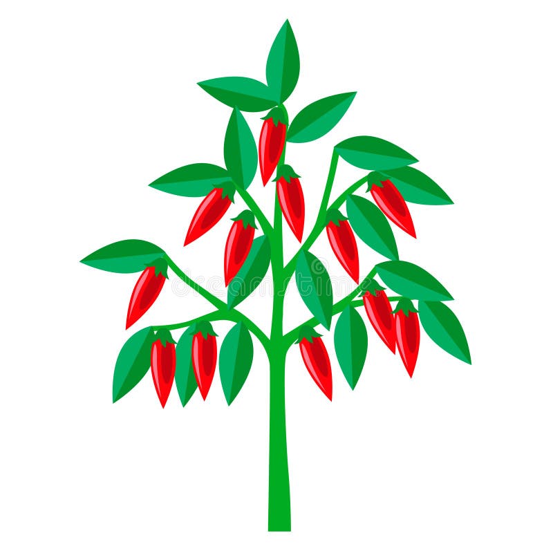 Pepper Tree Or California Pepper Tree Isolated On White Background With