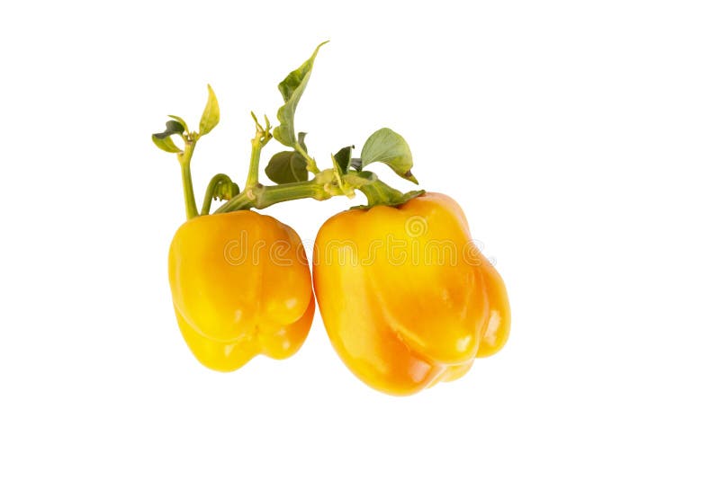 Pepper Yellow. Fresh Sweet Pepper Stock Photo Image of green, healthy