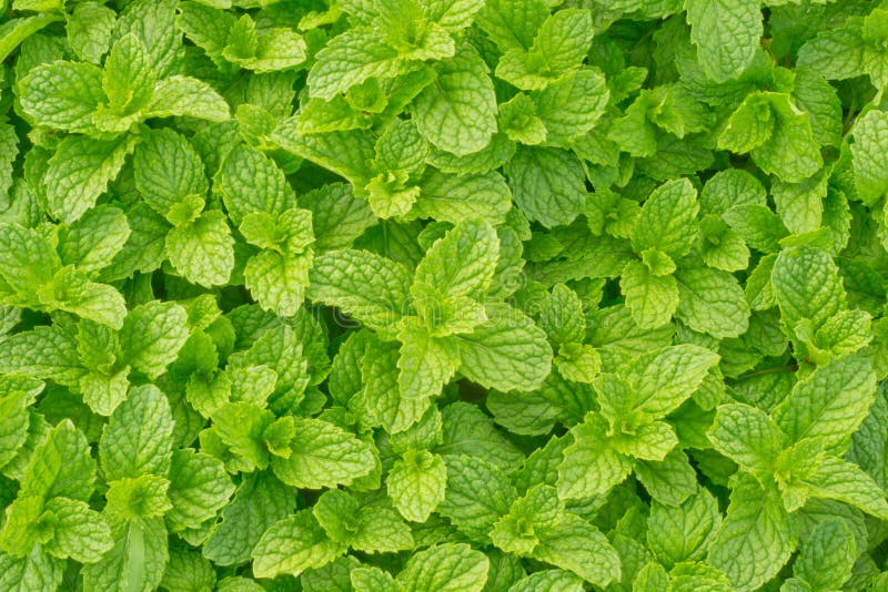 Peppermint stock image. Image of peppermint, floral, alive 29223641