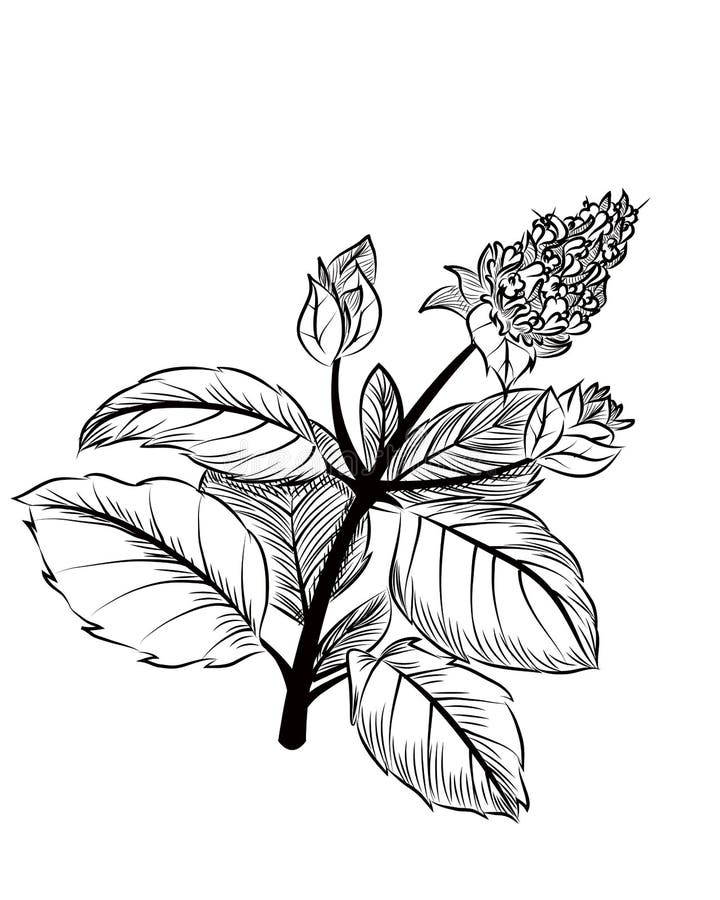 Peppermint stock vector. Illustration of black, draw - 37989685