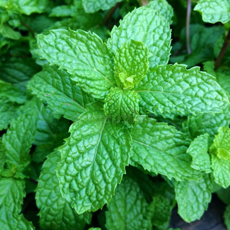 77,043 Peppermint Stock Photos Free & RoyaltyFree Stock Photos from