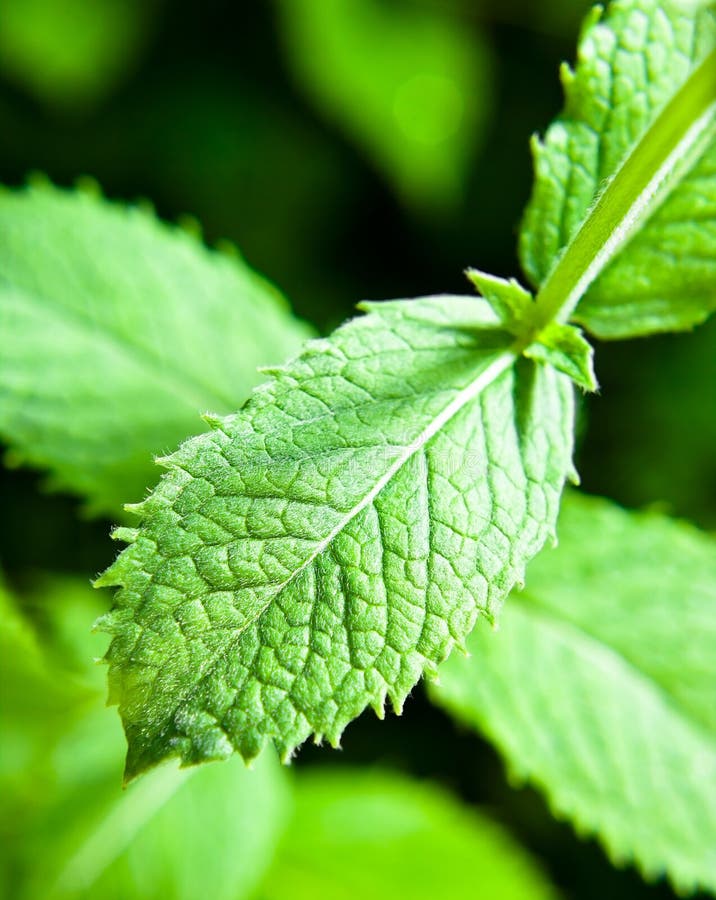 Peppermint stock image. Image of vegetation, aromatic 31850497