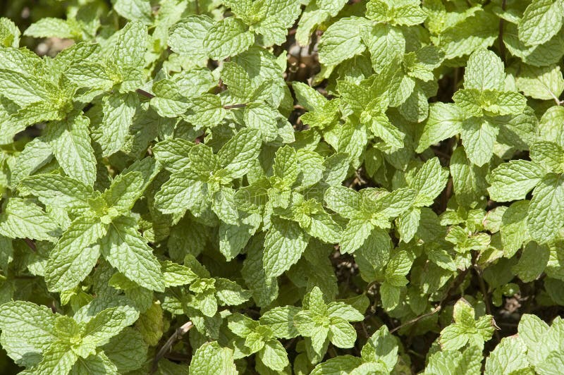 Peppermint Herb Plant Leaves Stock Image Image of medicine, green
