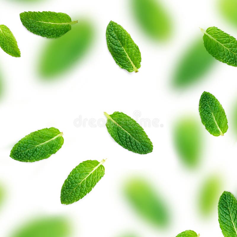 Peppermint Leaf Pattern. Falling Fresh Mint Leaves Isolated on Stock