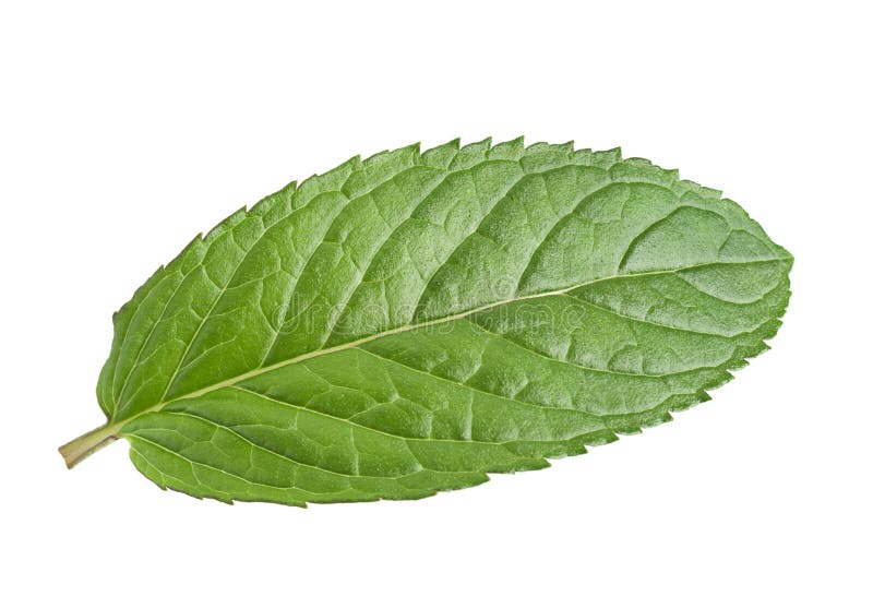 Peppermint leaf on white stock photo. Image of balm, spearmint 76470210