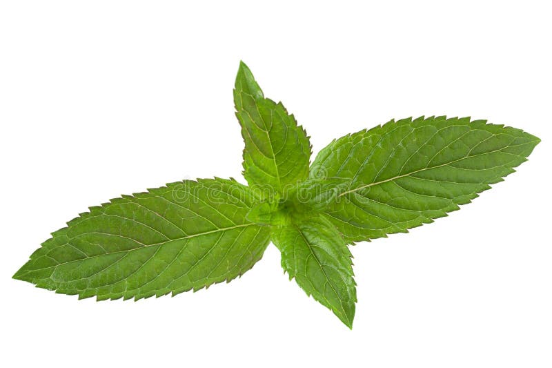Peppermint stock image. Image of peppermint, white, herb 10800187